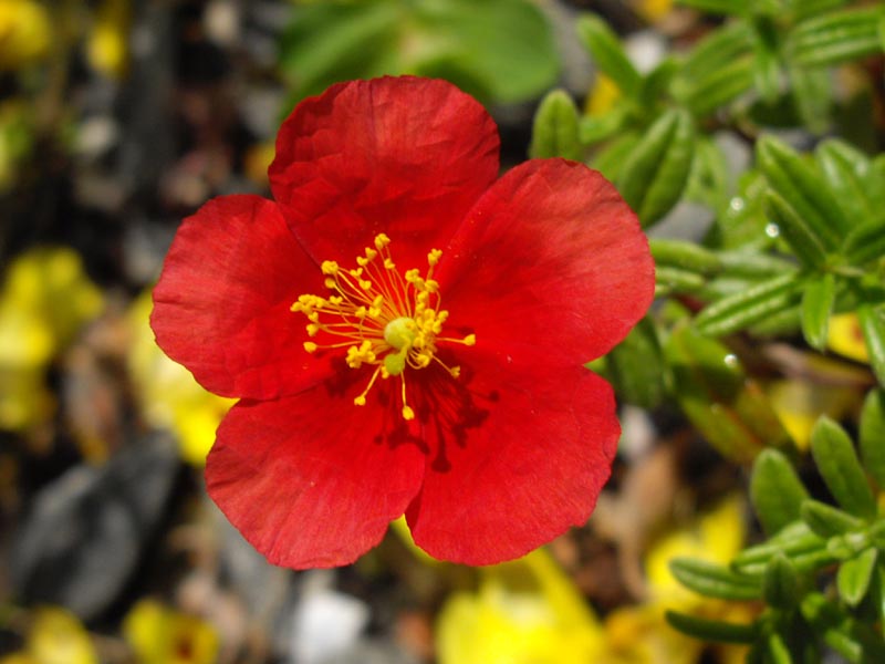 Helianthemum 'Red Dragon' photo